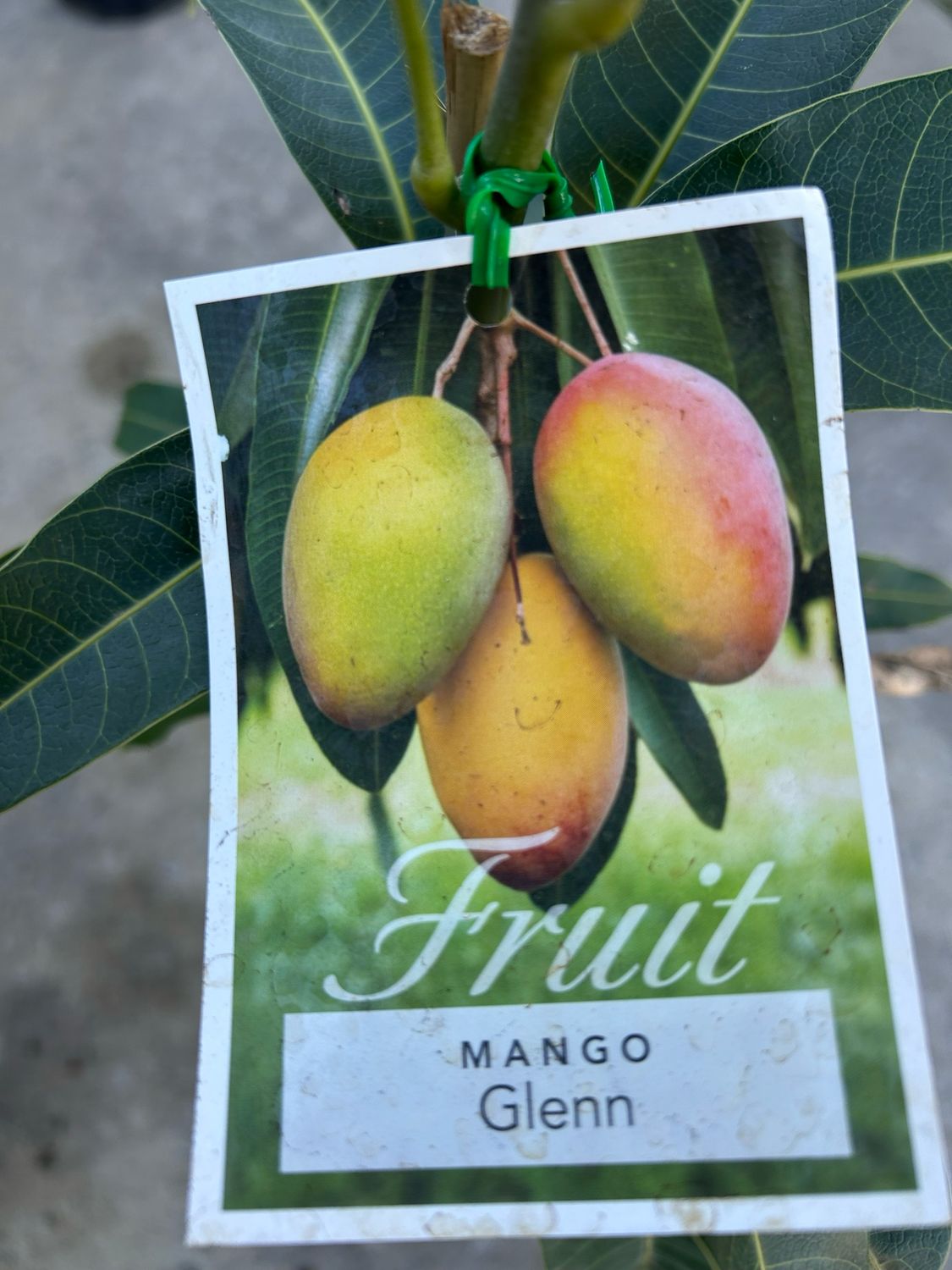 Mango Grafted Glenn 3.5 L Pot