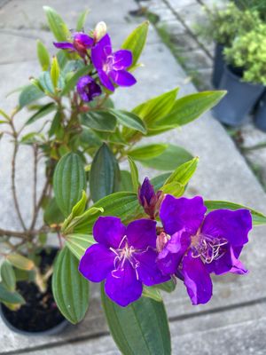 Tibouchina Alstonville 5 L Pot