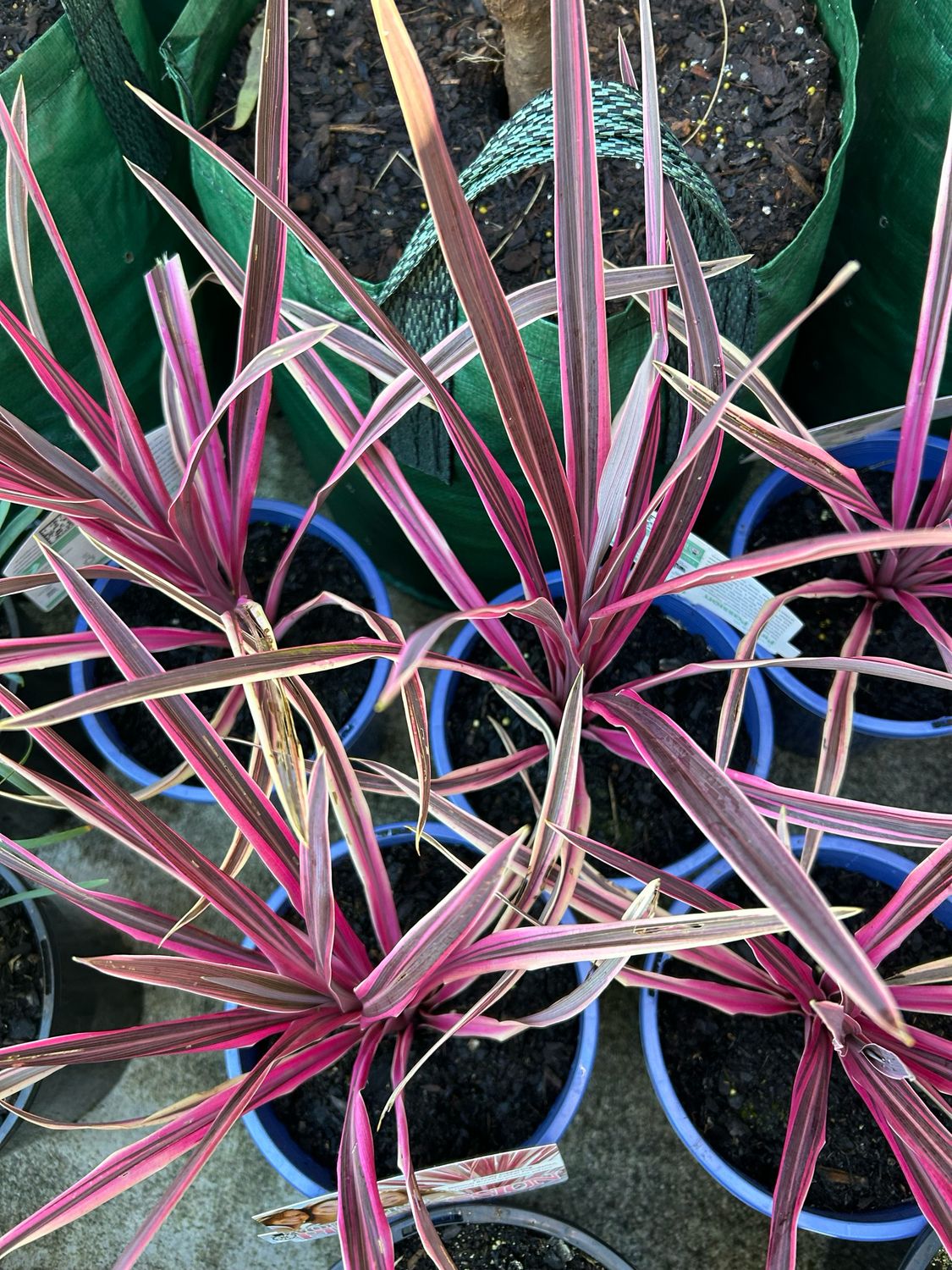 Cordyline Pink Passion 4 L Pot