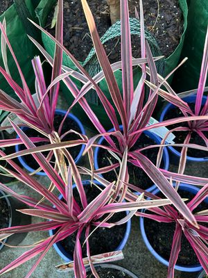 Cordyline Pink Passion 4 L Pot