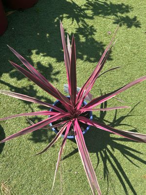 Cordyline Pink Passion 4 L Pot