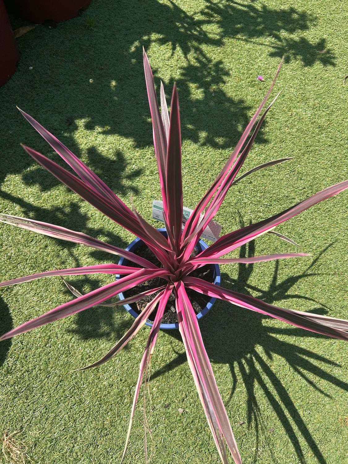 Cordyline Pink Passion 4 L Pot
