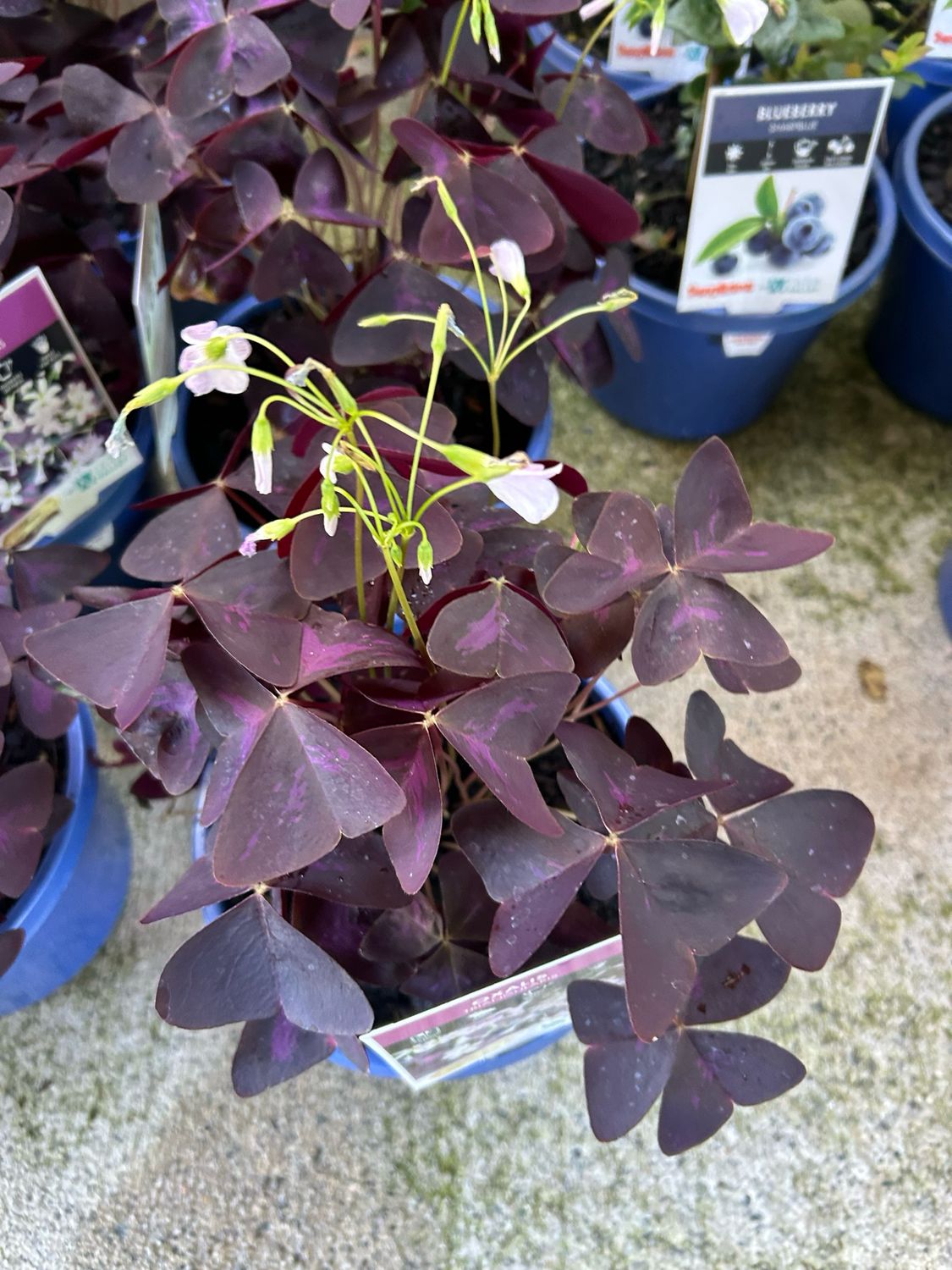 Oxalis Traingularis False Shamrock 3.5 L Pot