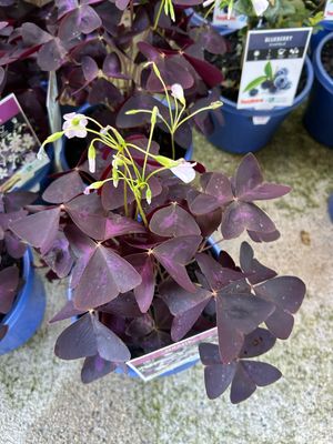 Oxalis Traingularis False Shamrock 3.5 L Pot