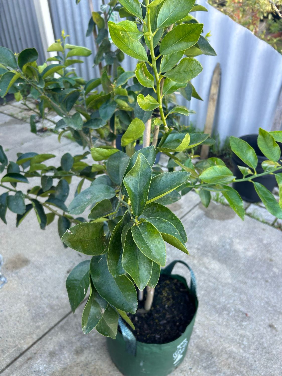 Tahitian Lime Or Persian Lime 35 L Pot
