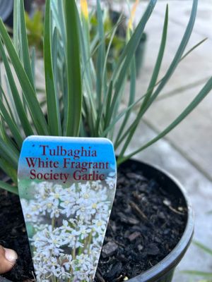 Tulbaghia Alba White Society Garlic 4 L Pot