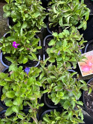 Lobelia Riviera Mix
