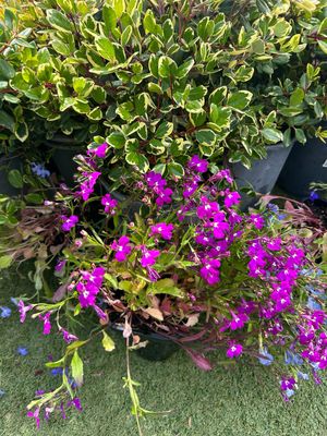 Lobelia Riviera Mix