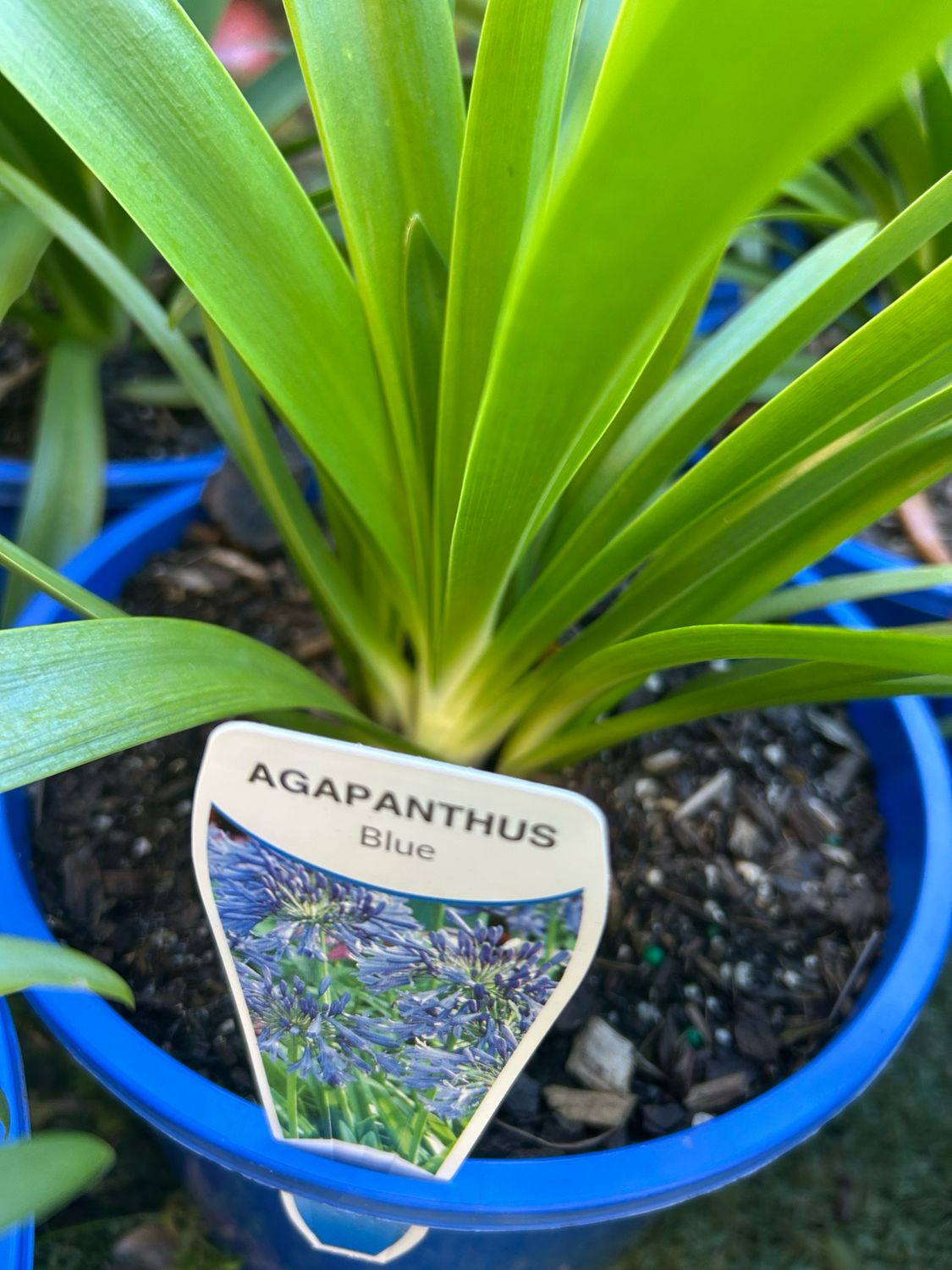 Agapanthus Blue 5 L Pot