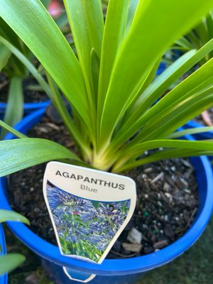 Agapanthus Blue 5 L Pot