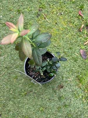 Blueberry Sunshine 3.5 L Pot