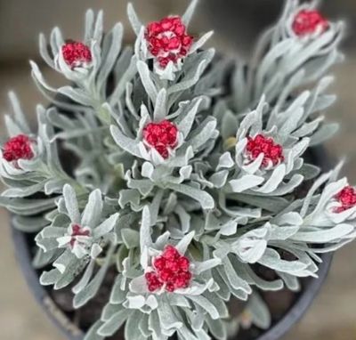 Helichrysum Red Jewel 4 L Pot