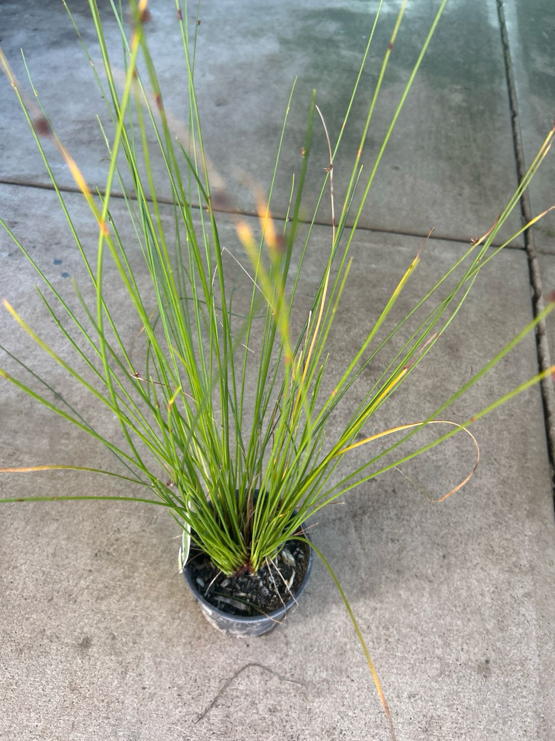 Ficinia Nodosa Or Knotted Club Rush 1.5 L Pot