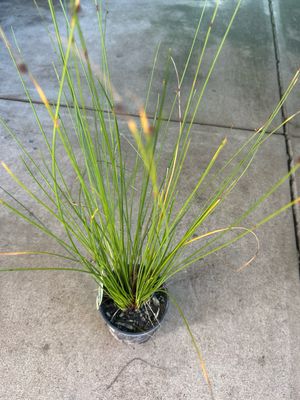 Ficinia Nodosa Or Knotted Club Rush 1.5 L Pot