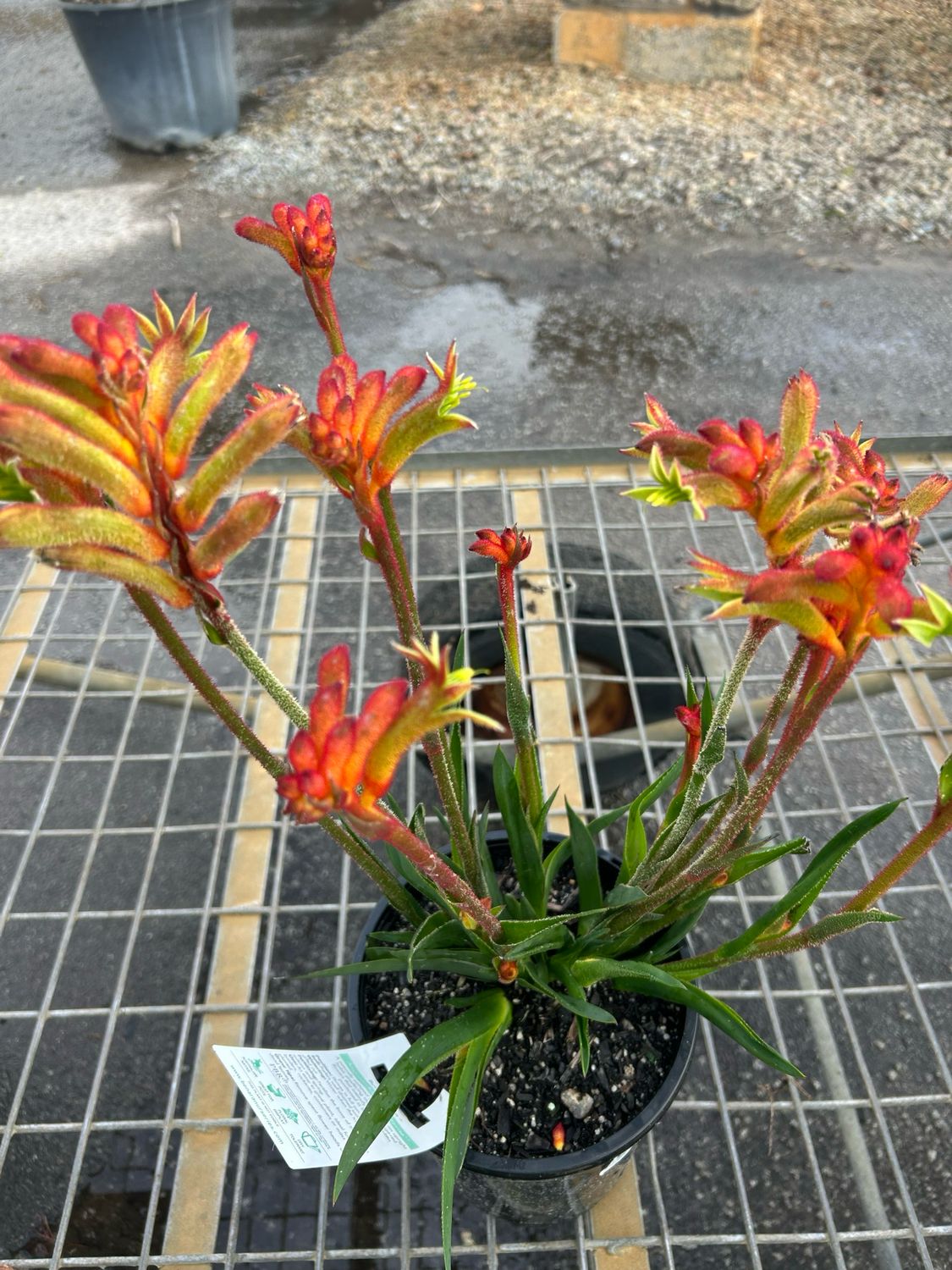 Anigozanthos Bush Flare 3.5 L Pot