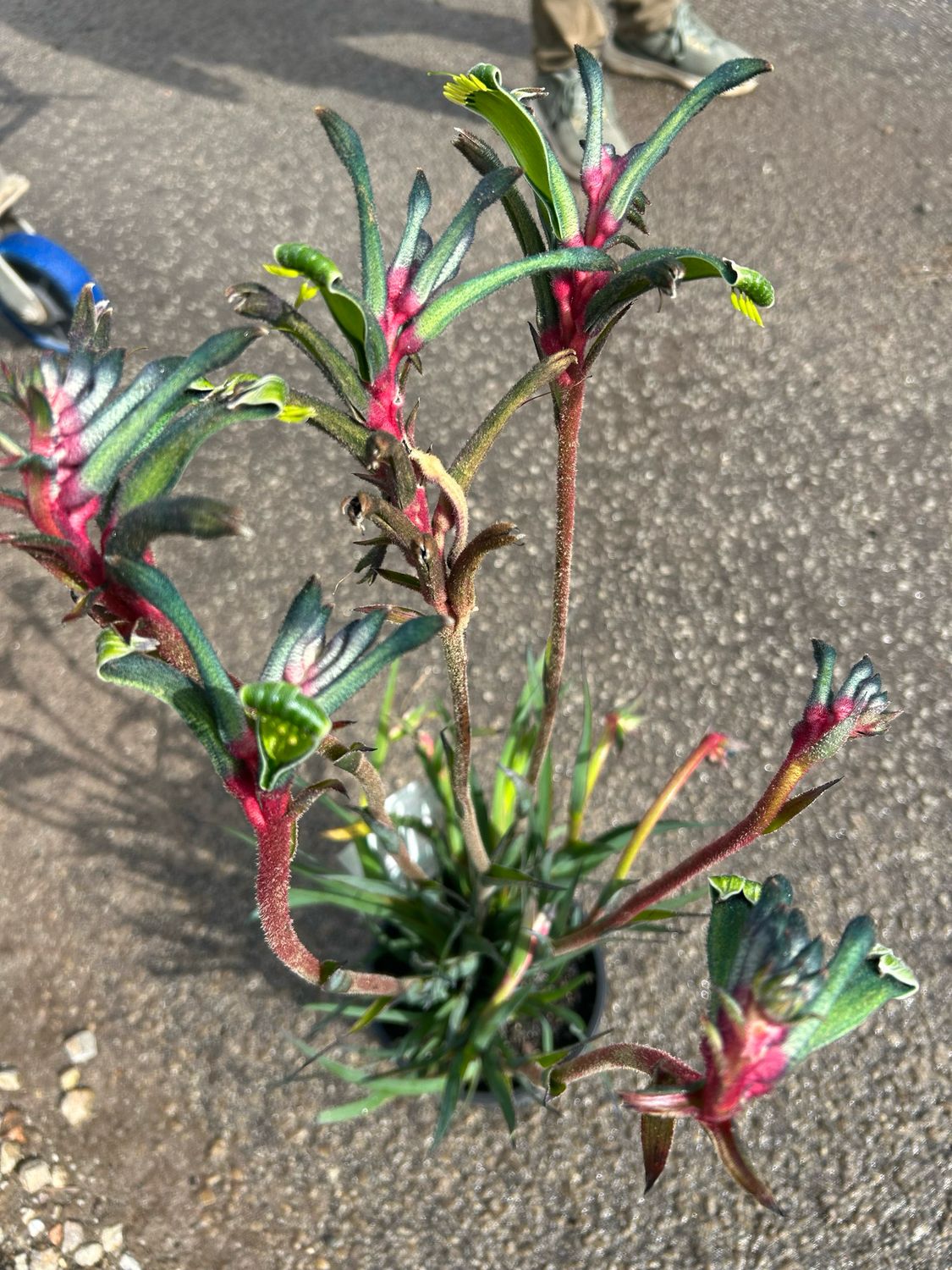Anigozanthos Celebrations Fireworks 4 L Pot
