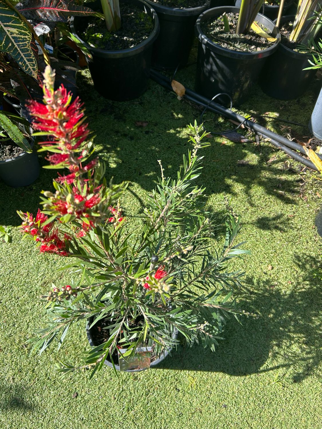 Callistemon Hannah Ray 5 L Pot
