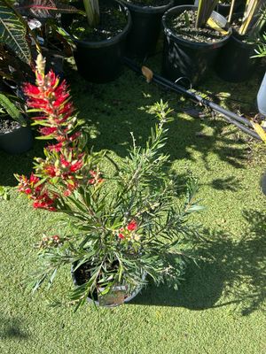 Callistemon Hannah Ray 5 L Pot