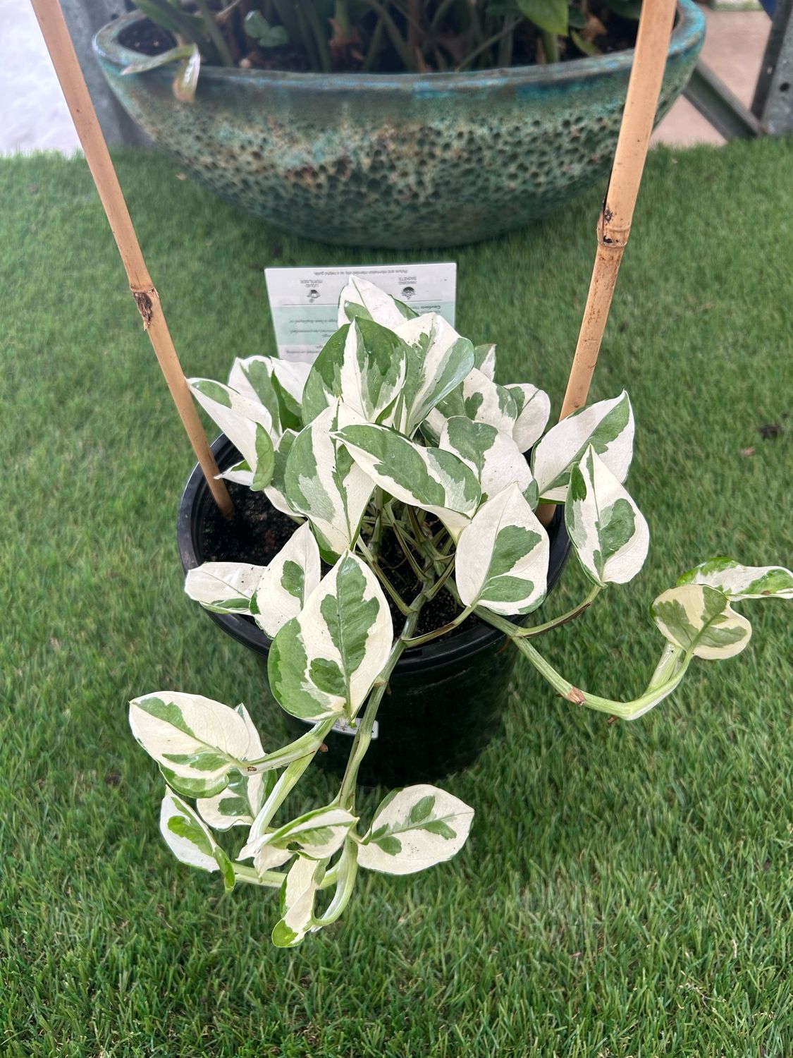 Epipremnum Snow Queen 4 L Pot