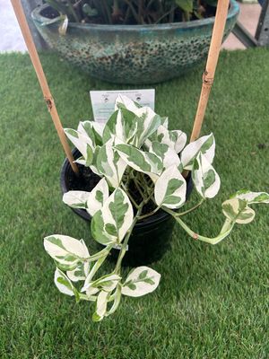 Epipremnum Snow Queen 4 L Pot