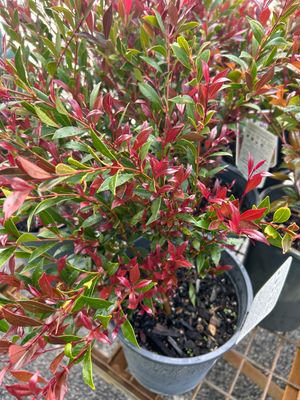 Acmena Cherry Surprise Lilly Pilly 5 L Pot