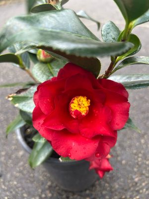 Camellia Japonica Midnight 5 L Pot