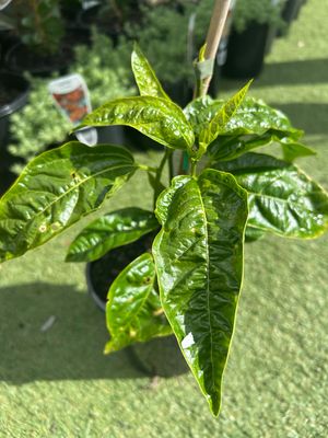 Passion Fruit Flame Ruby