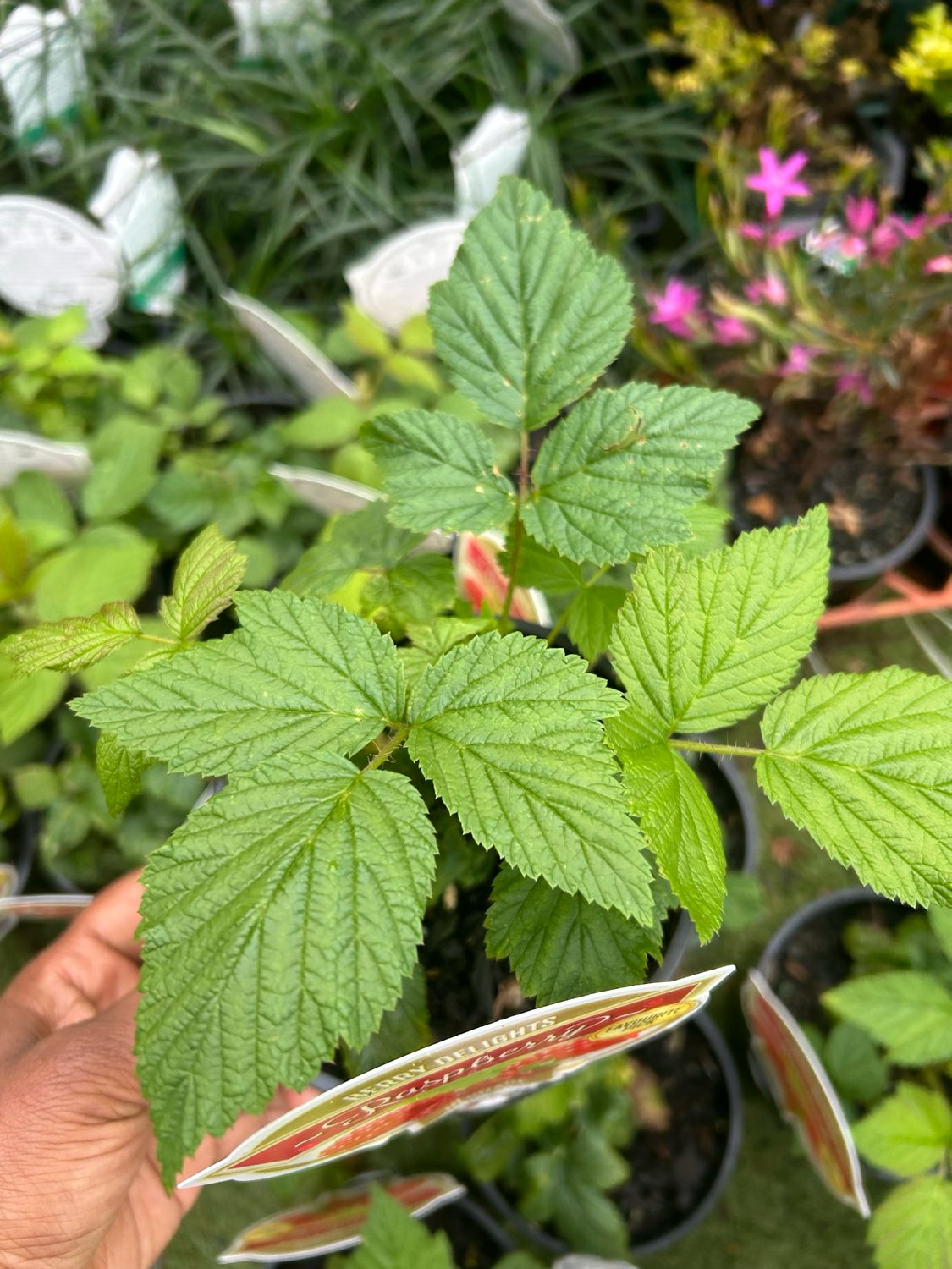 Ruby Raspberry 1.4 L Pot