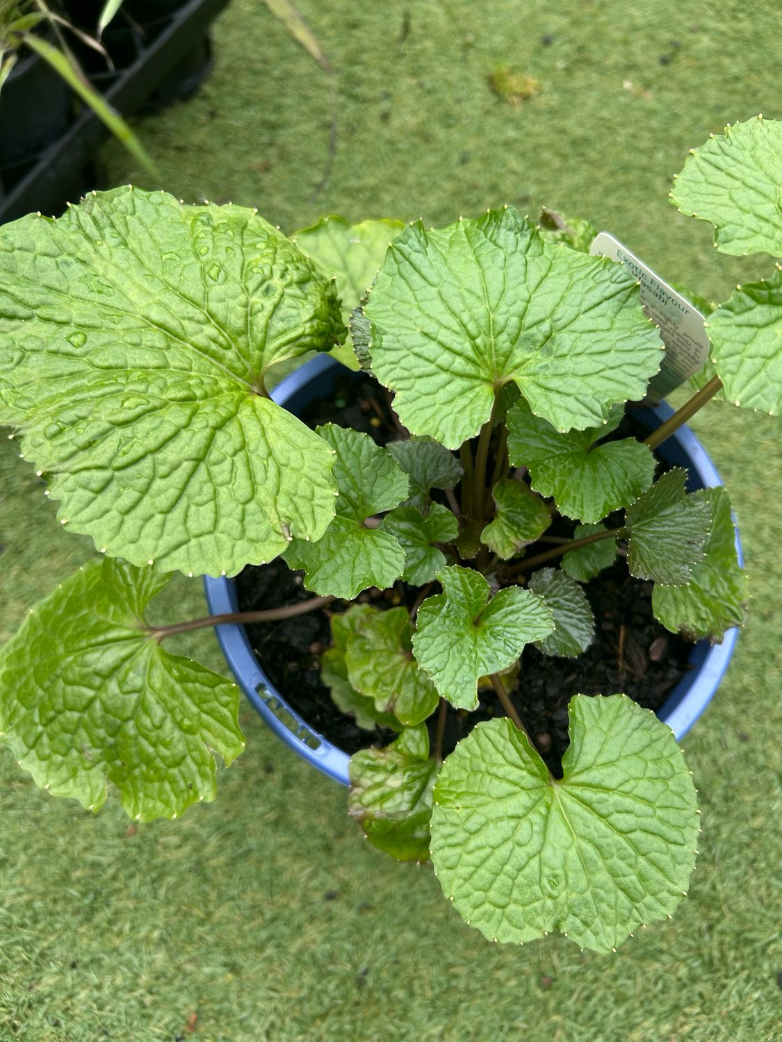 Wasabi Mazuma 4 L Pot