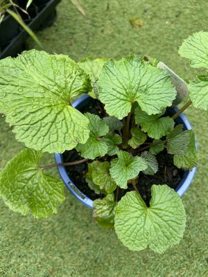 Wasabi Mazuma 4 L Pot