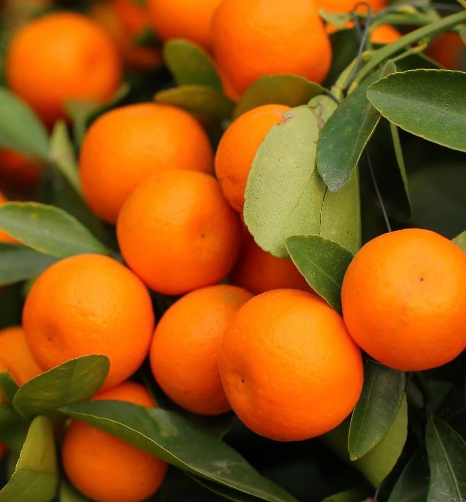 Calamondin Cumquat Grafted 5 L Pot