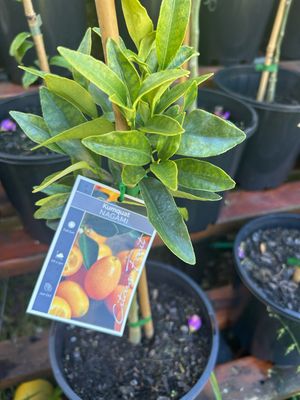 Nagami Kumquat Grafted 5 L Pot