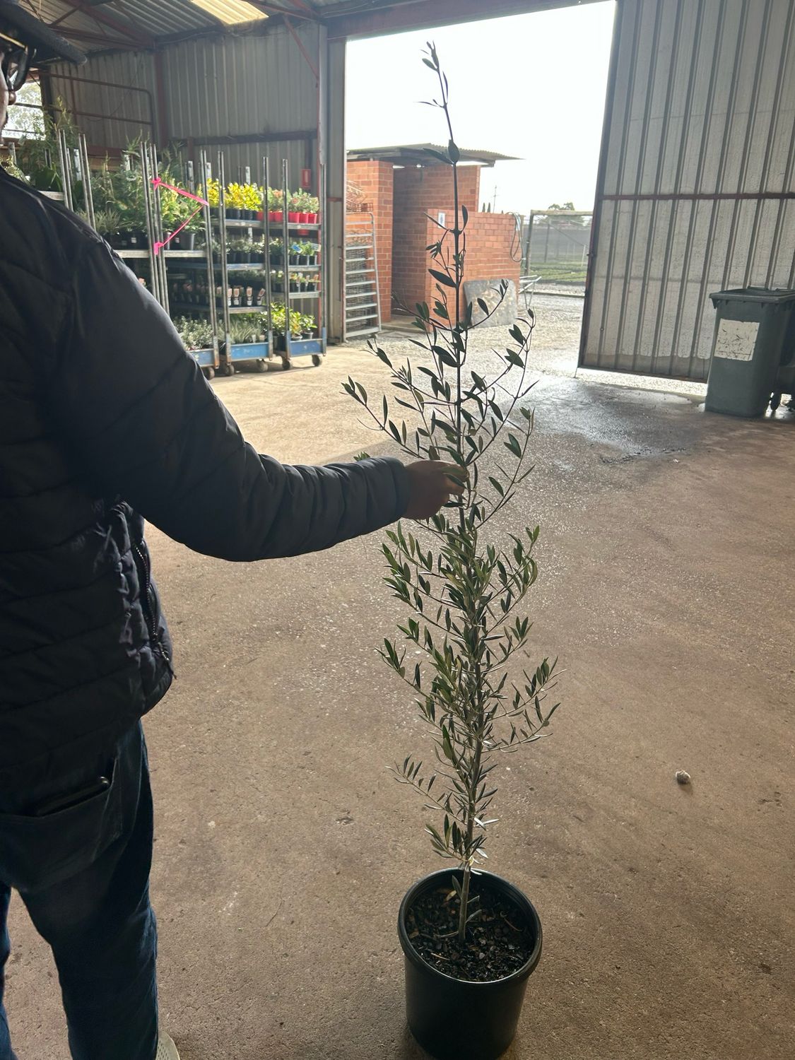 Olea Europea Non Fruiting