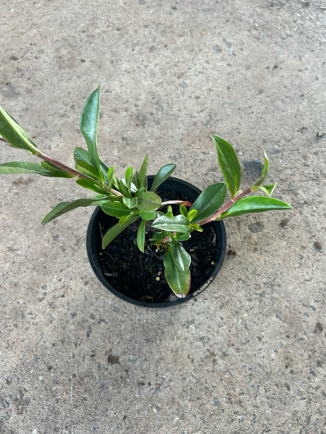 Hibbertia Scanddns 1.5 L Pot