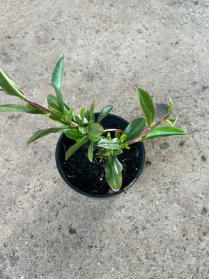 Hibbertia Scanddns 1.5 L Pot