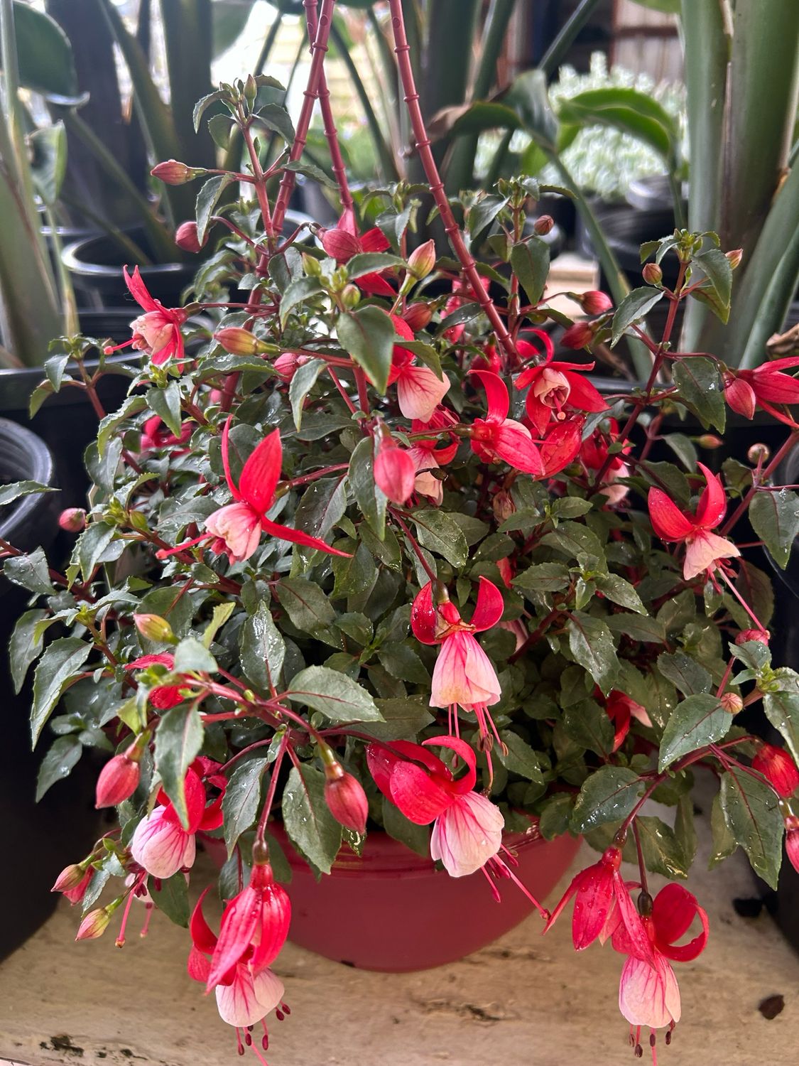 Fuchsia 6 Litre Pot