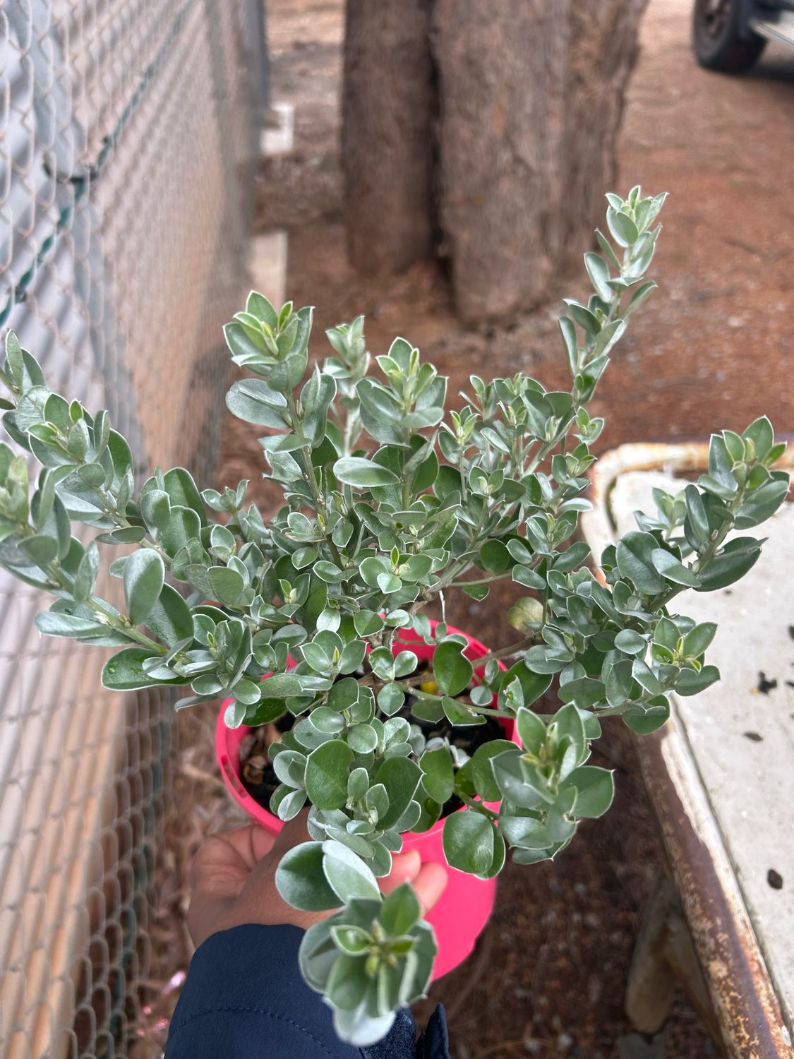 Podalyria Sericea Or Satin Bush 1.4 L Pot