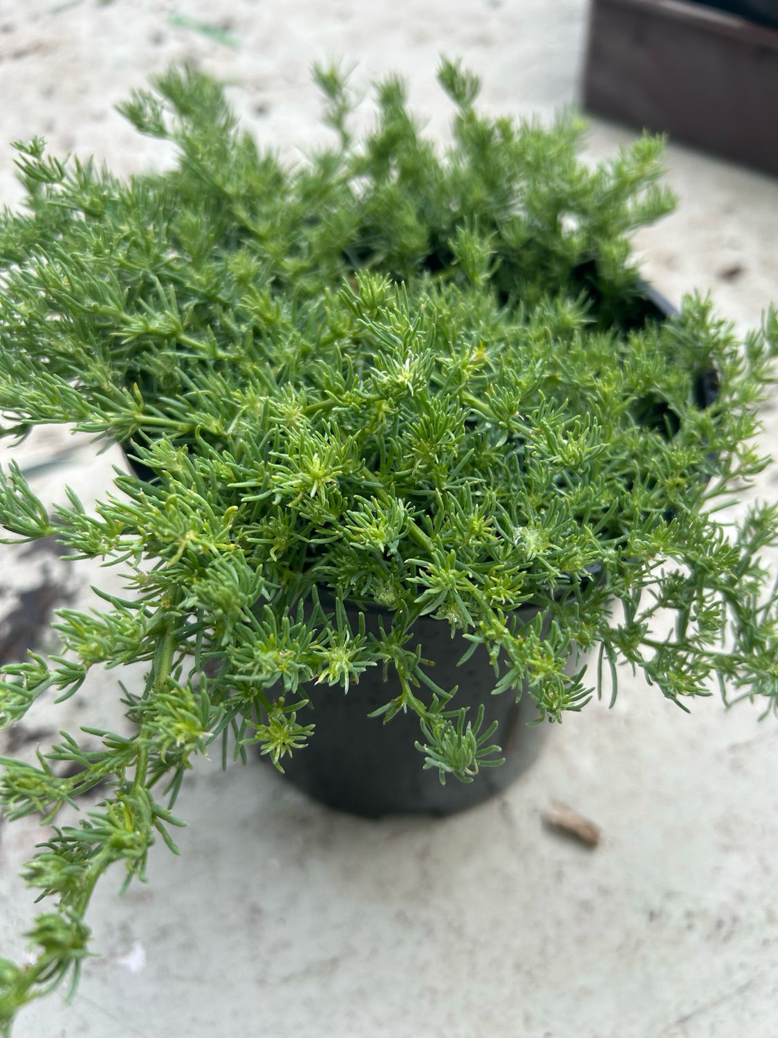 Lotus Berthelotii Or Parrot’s Beak1.4 L Pot