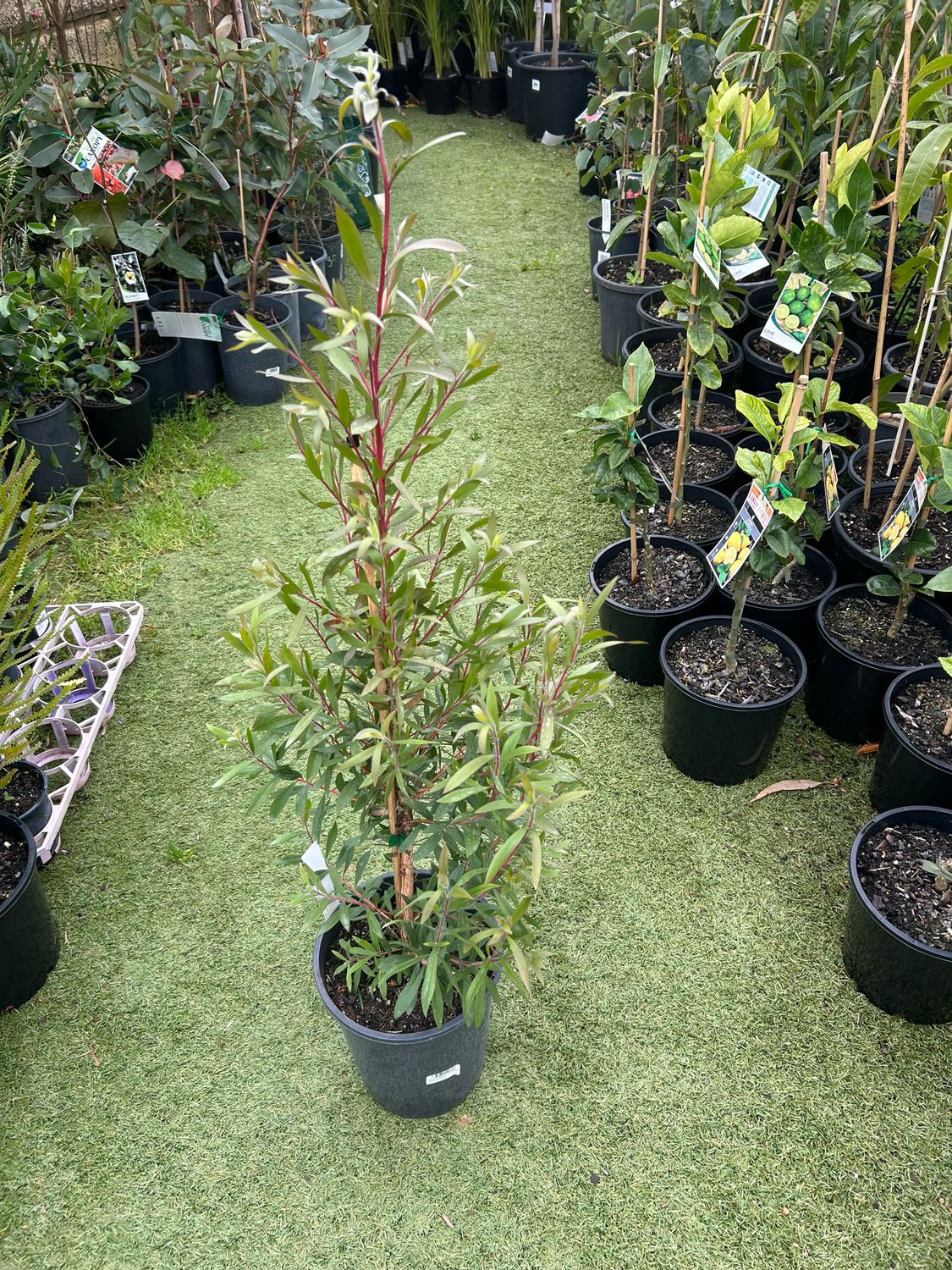 Melaleuca Viridiflora Or Broad Leaved Paperbark 5 L Pot