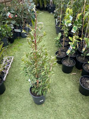 Melaleuca Viridiflora Or Broad Leaved Paperbark 5 L Pot
