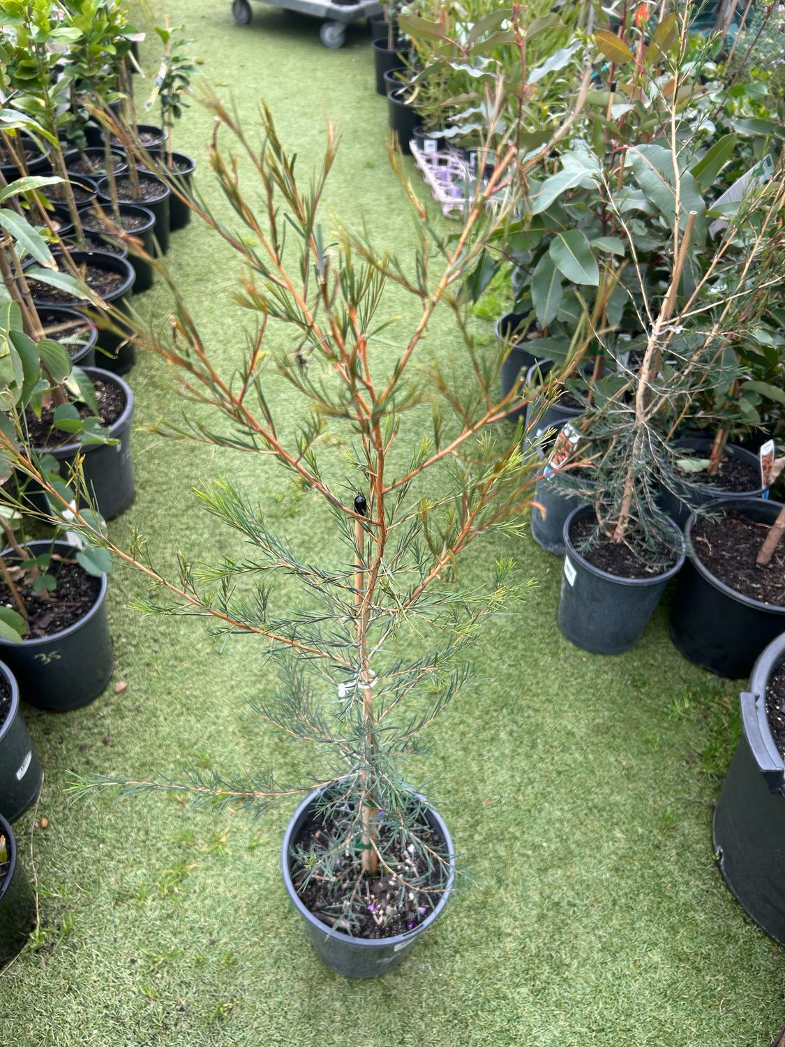 Melaleuca Rhaphiophylla Or Swamp Paperbark 5 L Pot
