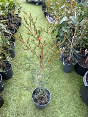 Melaleuca Rhaphiophylla Or Swamp Paperbark 5 L Pot
