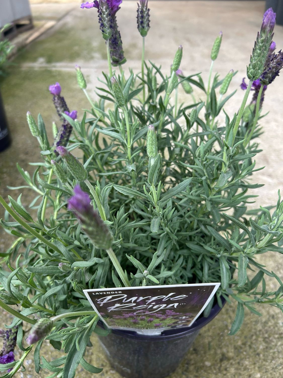 Lavandula Purple Reign