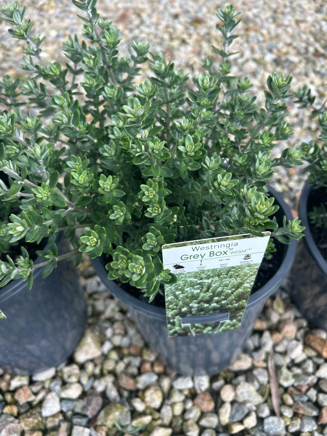 Westringia Grey Box 5 L Pot