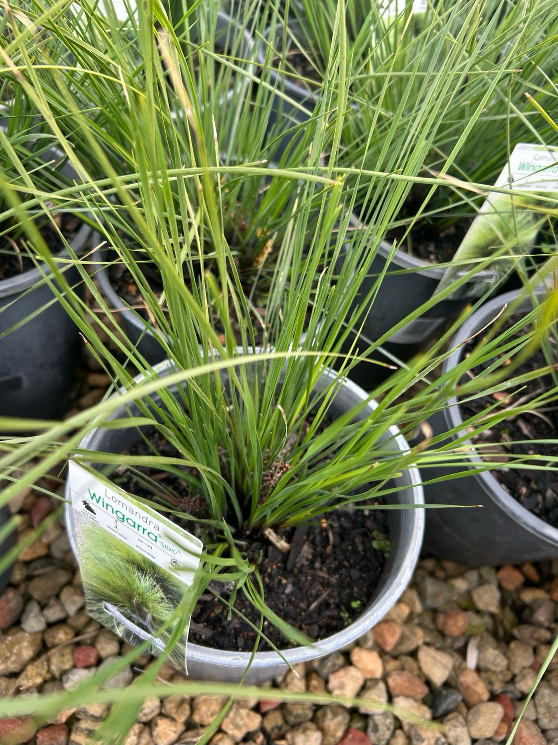 Lomandra WINGARRA 5 L Pot