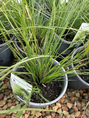 Lomandra WINGARRA 5 L Pot