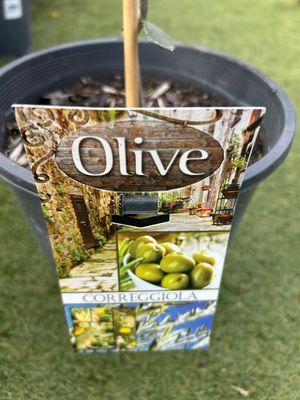 Olea Correggiolo 5 L Pot