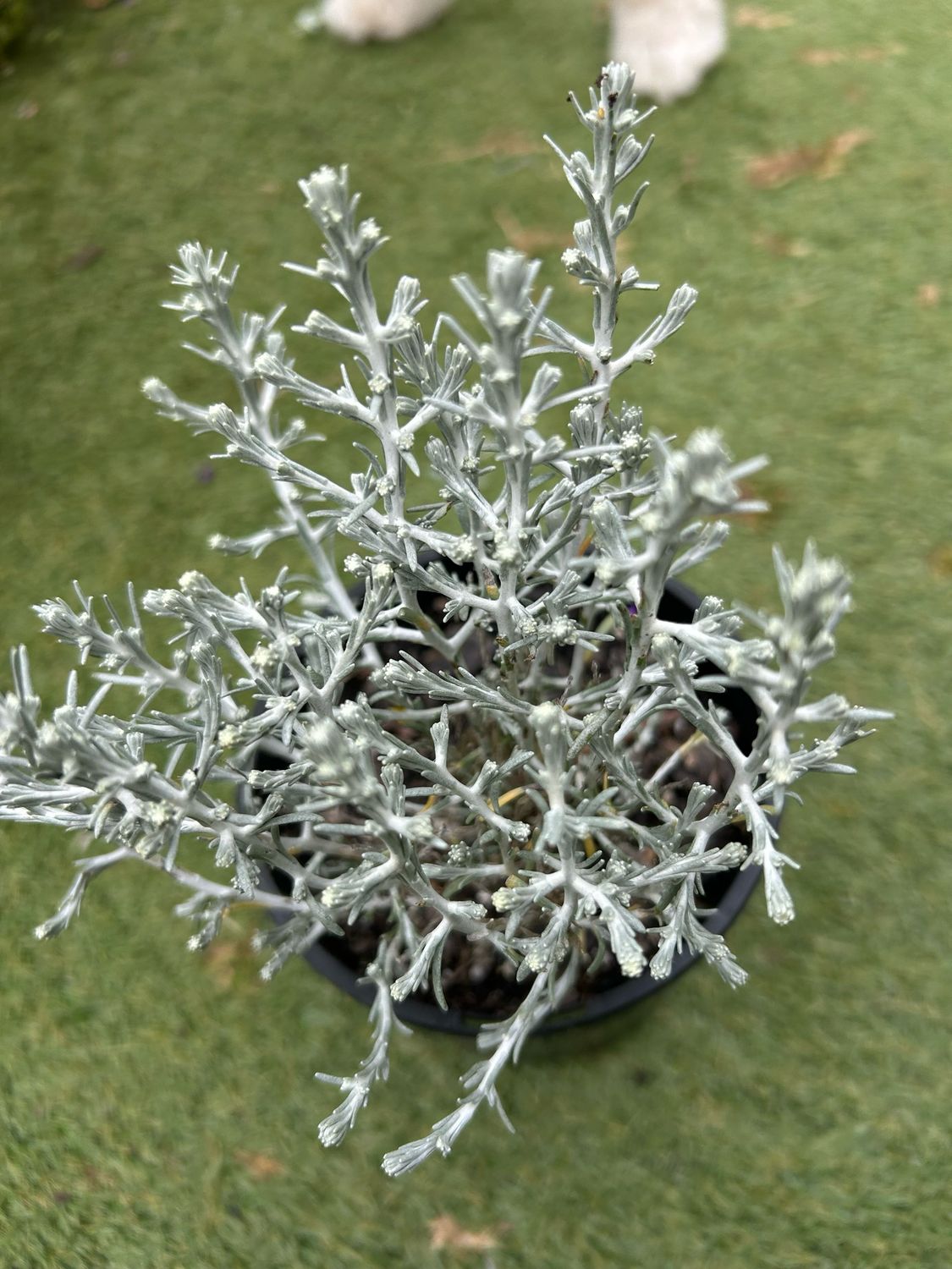 Leucophyta Brownii Or Cushion Bush 1.3 L Pot