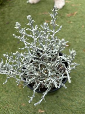 Leucophyta Brownii Or Cushion Bush 1.3 L Pot