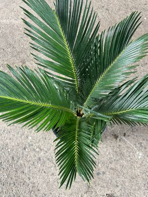 Cycad 5 L Pot